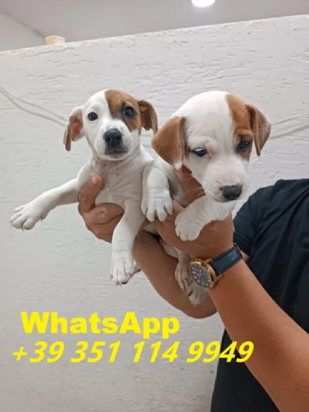 regalate i nostri cuccioli di Jack Russel maschio e femmina | Foto 2