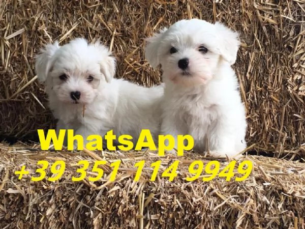 regalate i nostri cuccioli di Maltese maschio e femmina | Foto 1