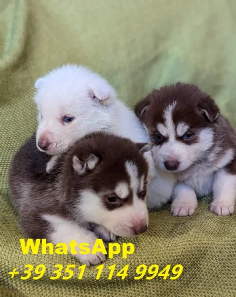 regalate i nostri cuccioli di Husky maschio e femmina | Foto 2