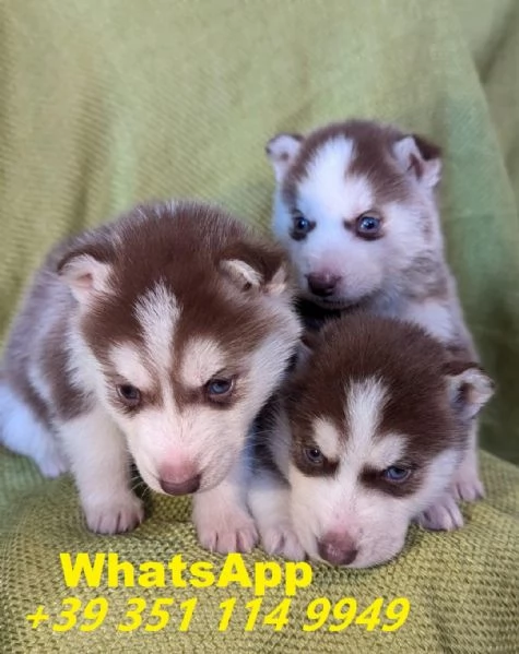 regalate i nostri cuccioli di Husky maschio e femmina | Foto 0
