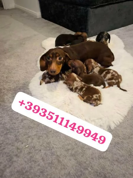 Regalo Cuccioli di Bassotto maschi e femmine | Foto 2