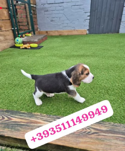 Regalo Cuccioli di Beagle maschi e femmine | Foto 0
