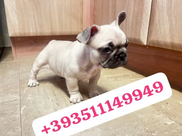 Regalo Cuccioli di Bulldog Franc&eacute;s maschi e femmine | Foto 2