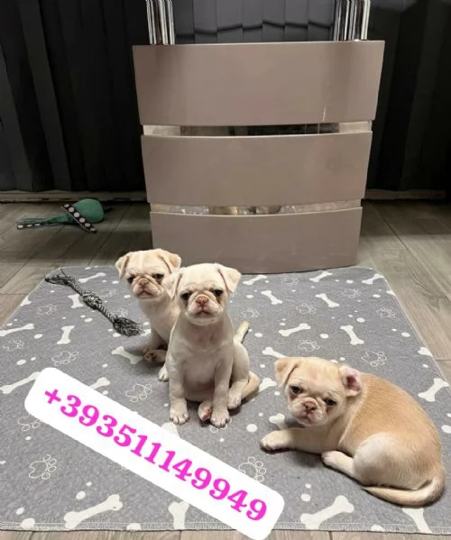 Regalo Cuccioli di Carlino maschi e femmine | Foto 0