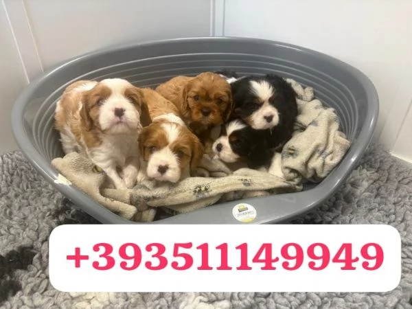 Regalo Cuccioli di Cavalier King maschi e femmine | Foto 2