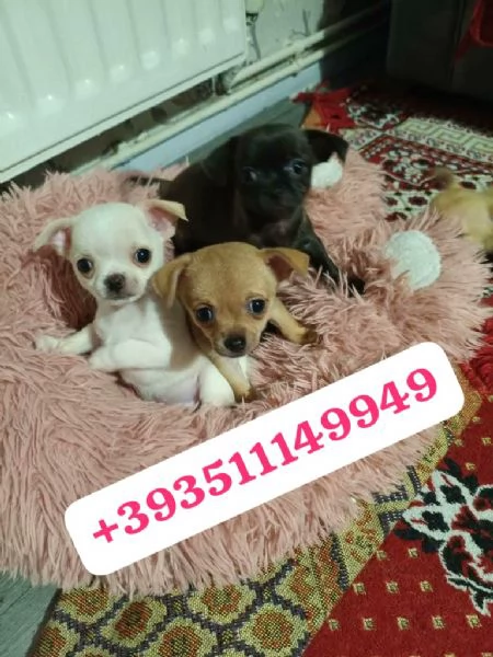 Regalo Cuccioli di Chihuahua maschi e femmine | Foto 2