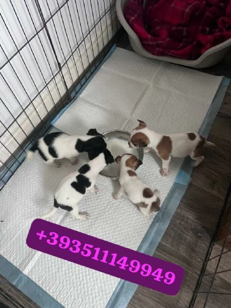 Regalo Cuccioli di Jack Russel maschi e femmine