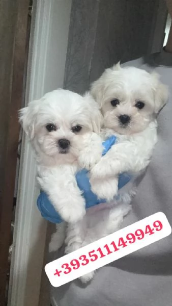 Regalo Cuccioli di Maltese maschi e femmine | Foto 0