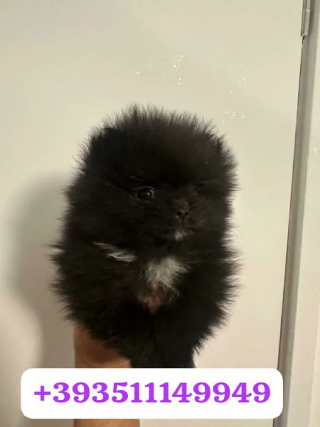 Regalo Cuccioli di Volpino Pomerania maschi e femmine | Foto 1