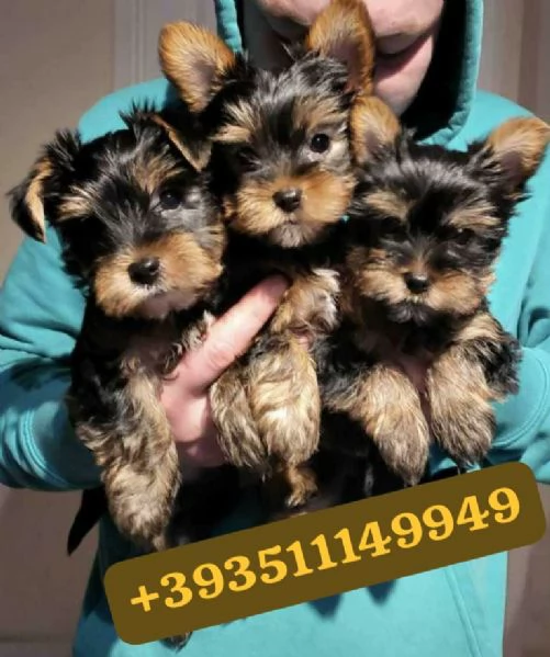 Regalo Cuccioli di Yorkshire maschi e femmine | Foto 0