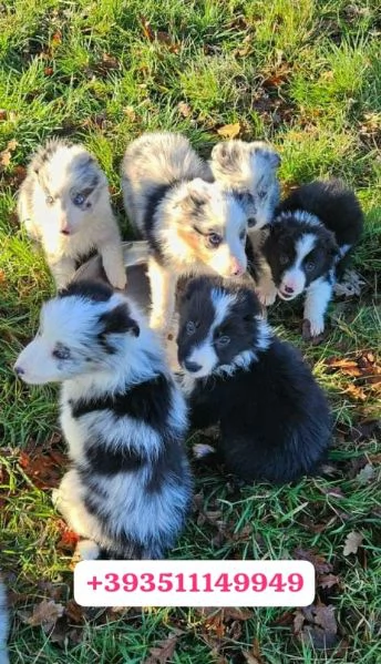 Regalo Cuccioli di Border Collie maschi e femmine