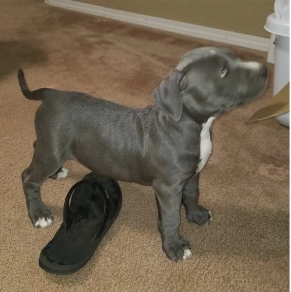 Stupendi cuccioli di American Pitbull terrier 