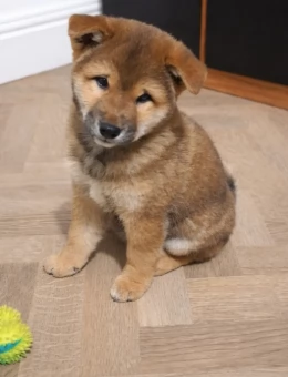 Eccezionali cuccioli shiba inu | Foto 0