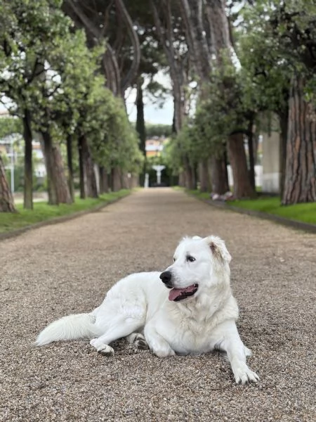Pastore maremmano maschio tre anni | Foto 3