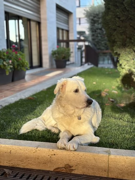 Pastore maremmano maschio tre anni | Foto 2