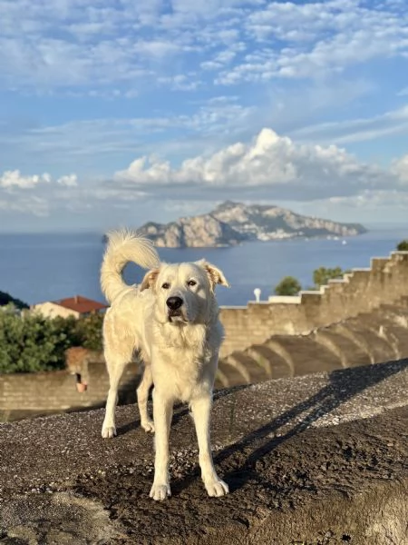 Pastore maremmano maschio tre anni | Foto 0