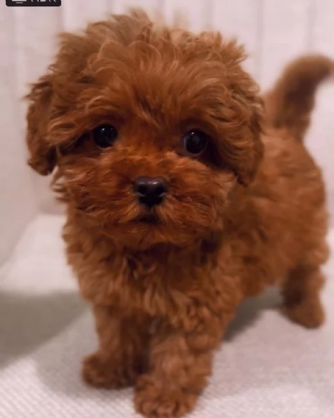 Cuccioli di Barboncini taglia piccola