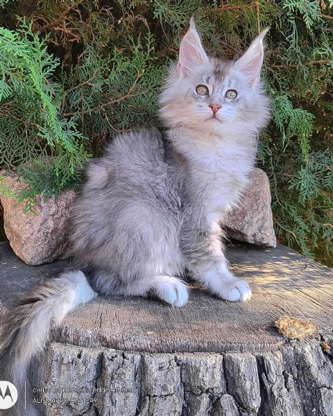 Maine Coon cuccioli pedigree