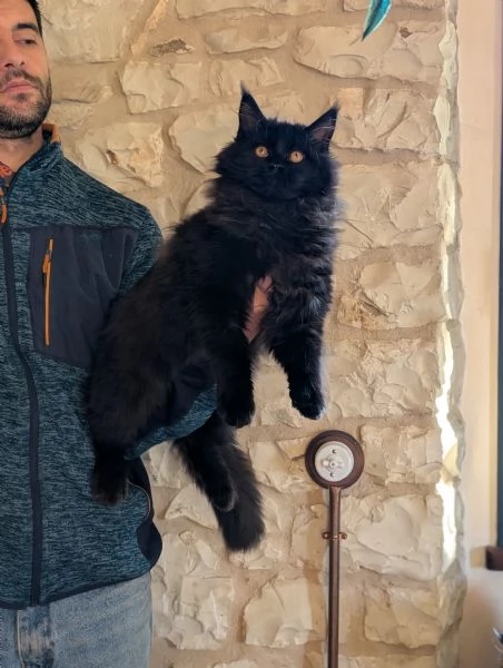 Cucciola Maine Coon  | Foto 1