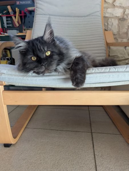 Cucciola Maine Coon  | Foto 0