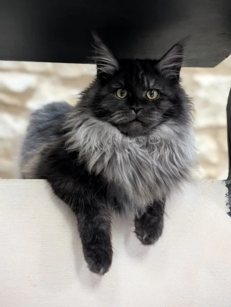 Cucciola Maine Coon 