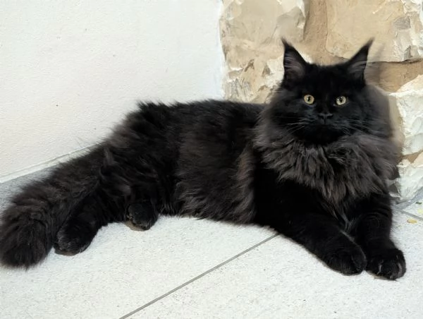 Maine Coon femmina nera