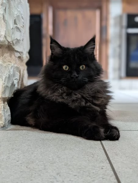 Maine Coon femmina nera | Foto 4