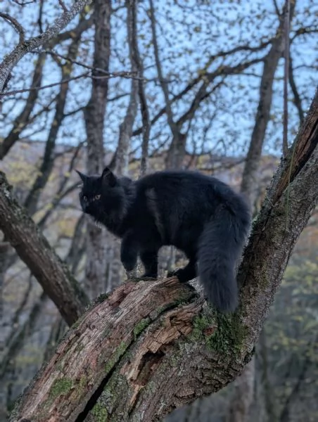 Maine Coon femmina nera | Foto 3