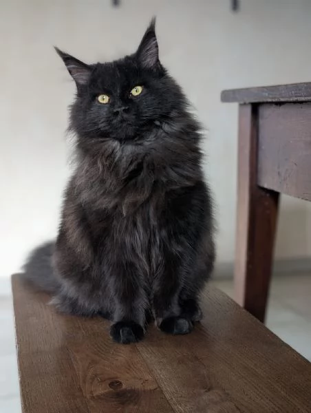 Maine Coon femmina nera | Foto 1