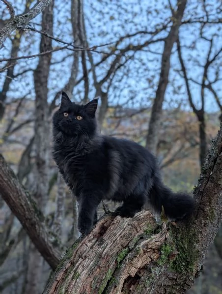 Maine Coon femmina nera | Foto 0