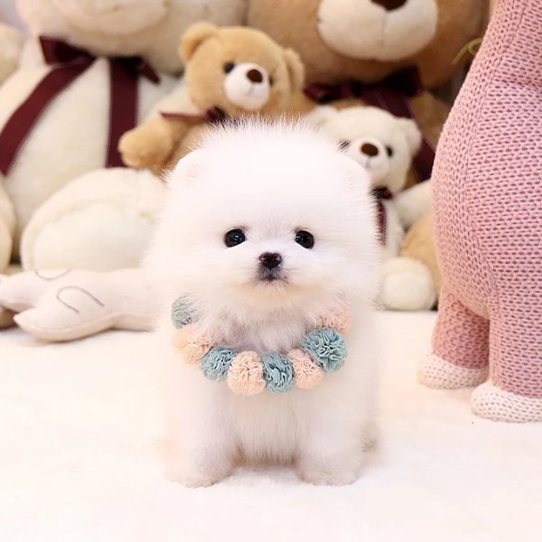 Bellissimi cuccioli di Pomerania mini, maschio e femmina, in cerca di adozione | Foto 3