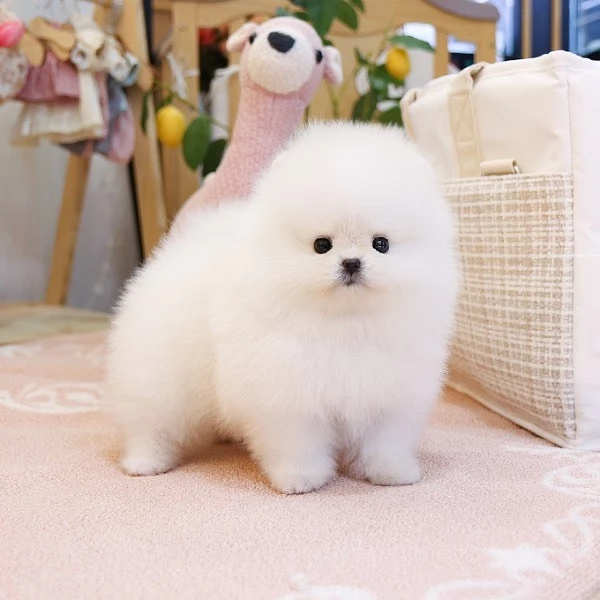 Bellissimi cuccioli di Pomerania mini, maschio e femmina, in cerca di adozione | Foto 2