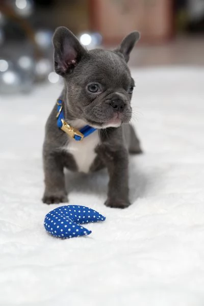 Cuccioli di Bulldog Francese Sani e Ben Socializzati | Foto 0