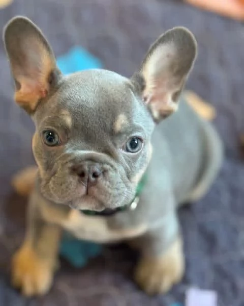 Bulldog Francese Cuccioli: Amore, Gioia e Compagnia!