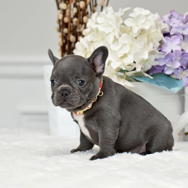 Bulldog Francese: Cuccioli di 3 Mesi da Amare!! | Foto 0