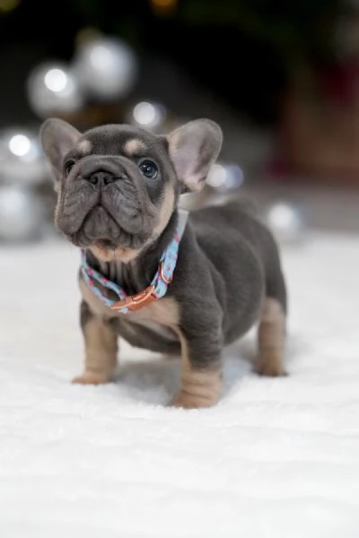 Cuccioli di Bulldog Francese Sani e Ben Socializzati !!! | Foto 0