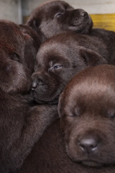 cuccioli di labrador retriever cioccolato  | Foto 2