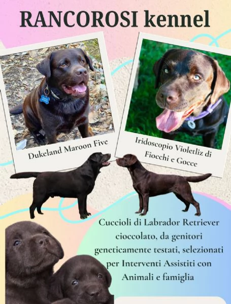 cuccioli di labrador retriever cioccolato  | Foto 0