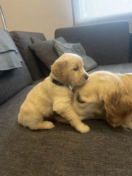 Golden retriver cuccioli disponibili  | Foto 3