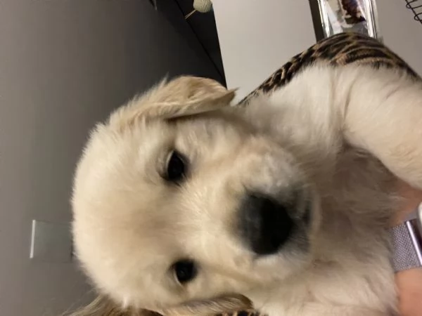 Golden retriver cuccioli disponibili  | Foto 2