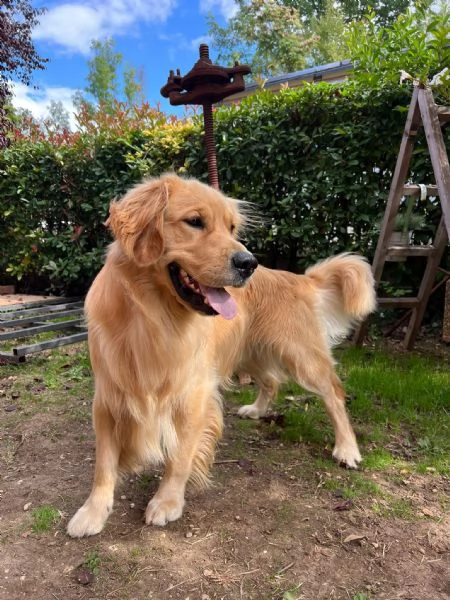 Golden retriver cuccioli disponibili  | Foto 1