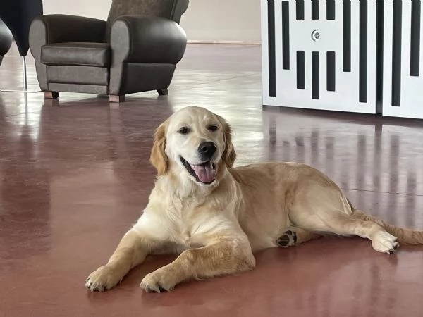 Golden retriver cuccioli disponibili  | Foto 0