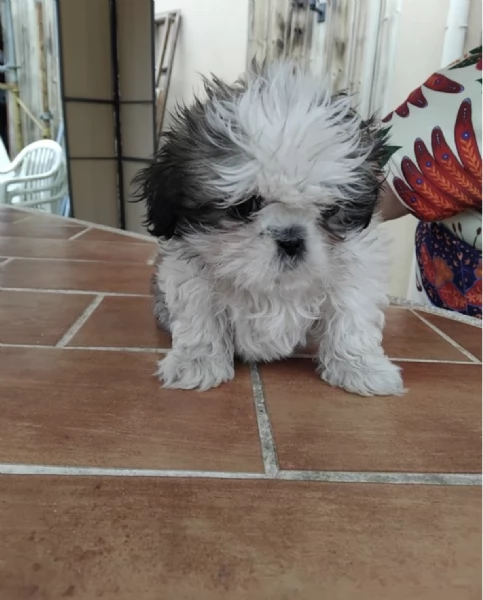    SHIH-TZU  TOY