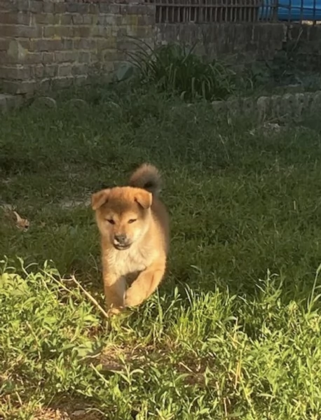   SHIBA INU