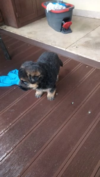 Pastori tedeschi | Foto 1