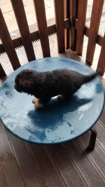 Pastori tedeschi | Foto 0