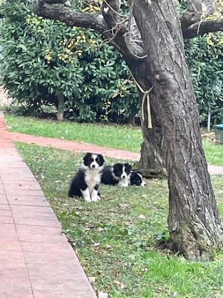 cucciolo di Border Collie disponibile