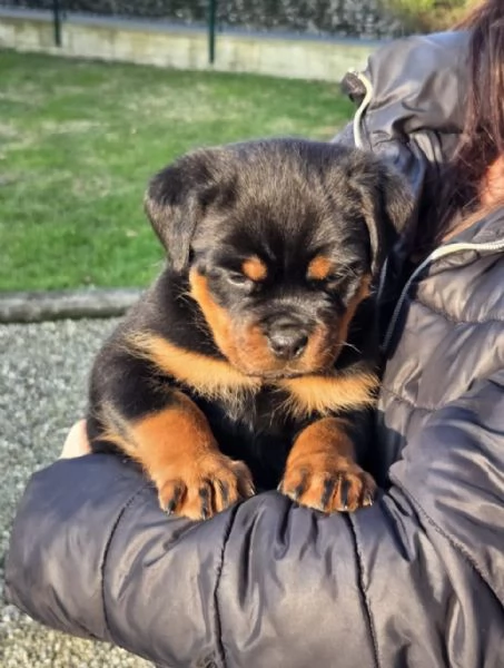 Cuccioli Rottweiler 