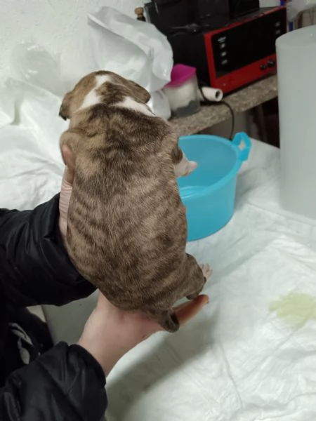 Vendo cuccioli di amstaff  | Foto 4