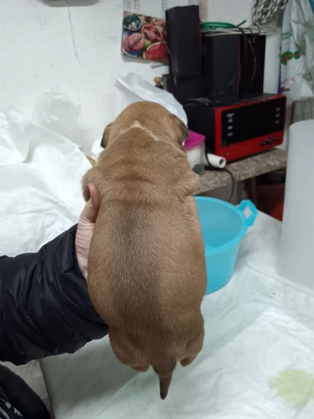 Vendo cuccioli di amstaff  | Foto 1